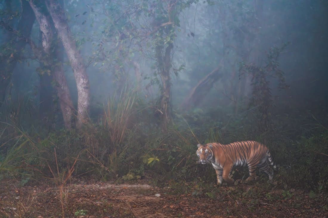 A Bengal tiger standing small at the edge of a blue, fog-filled terai forest, Dudhwa
