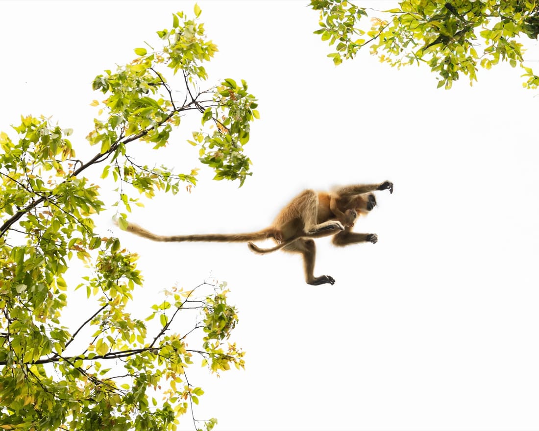 A Gee's golden langur leaping between branches against a white sky, infant clinging beneath, Manas