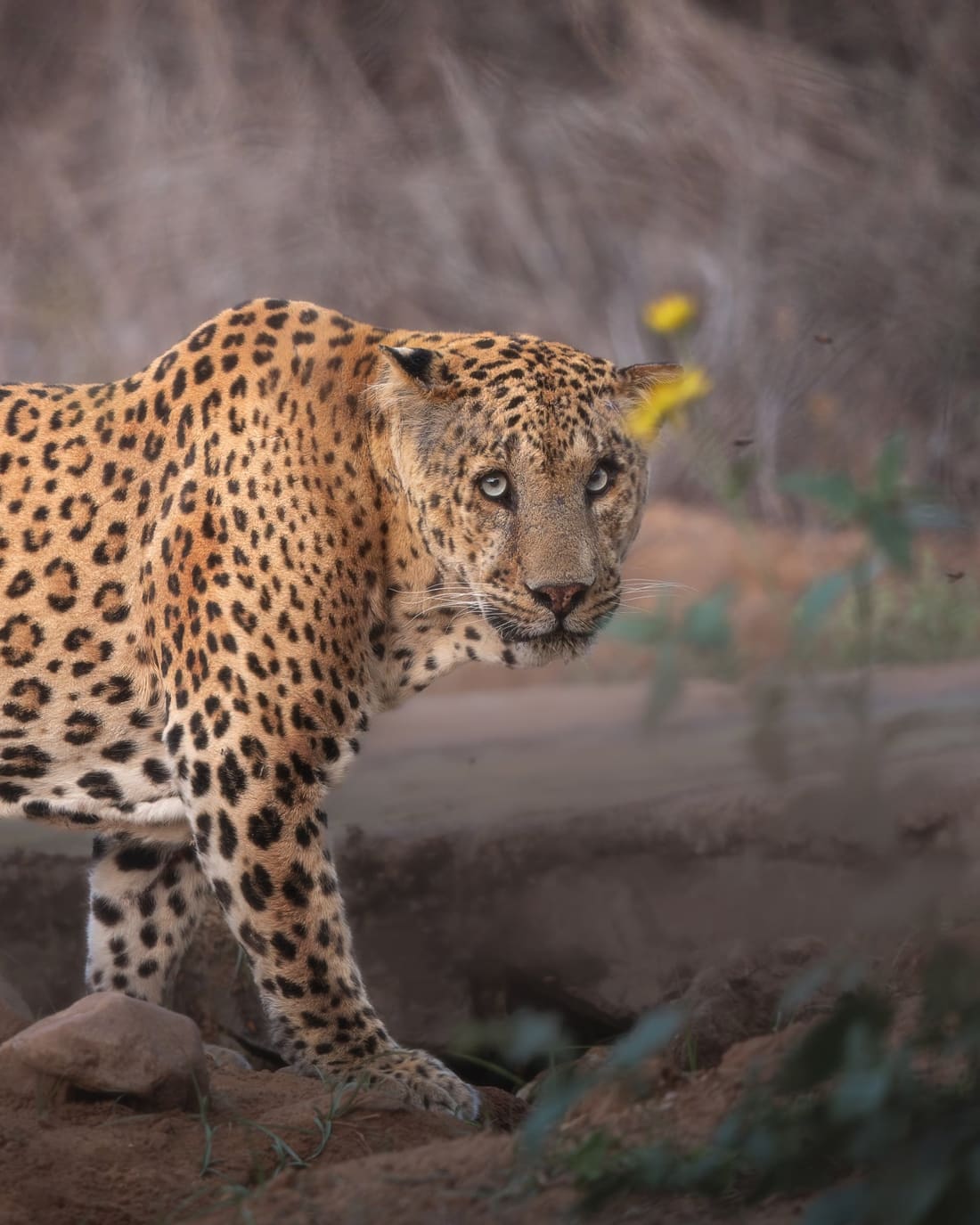 An Indian leopard pausing at a waterhole and looking straight into the lens, Jhalana