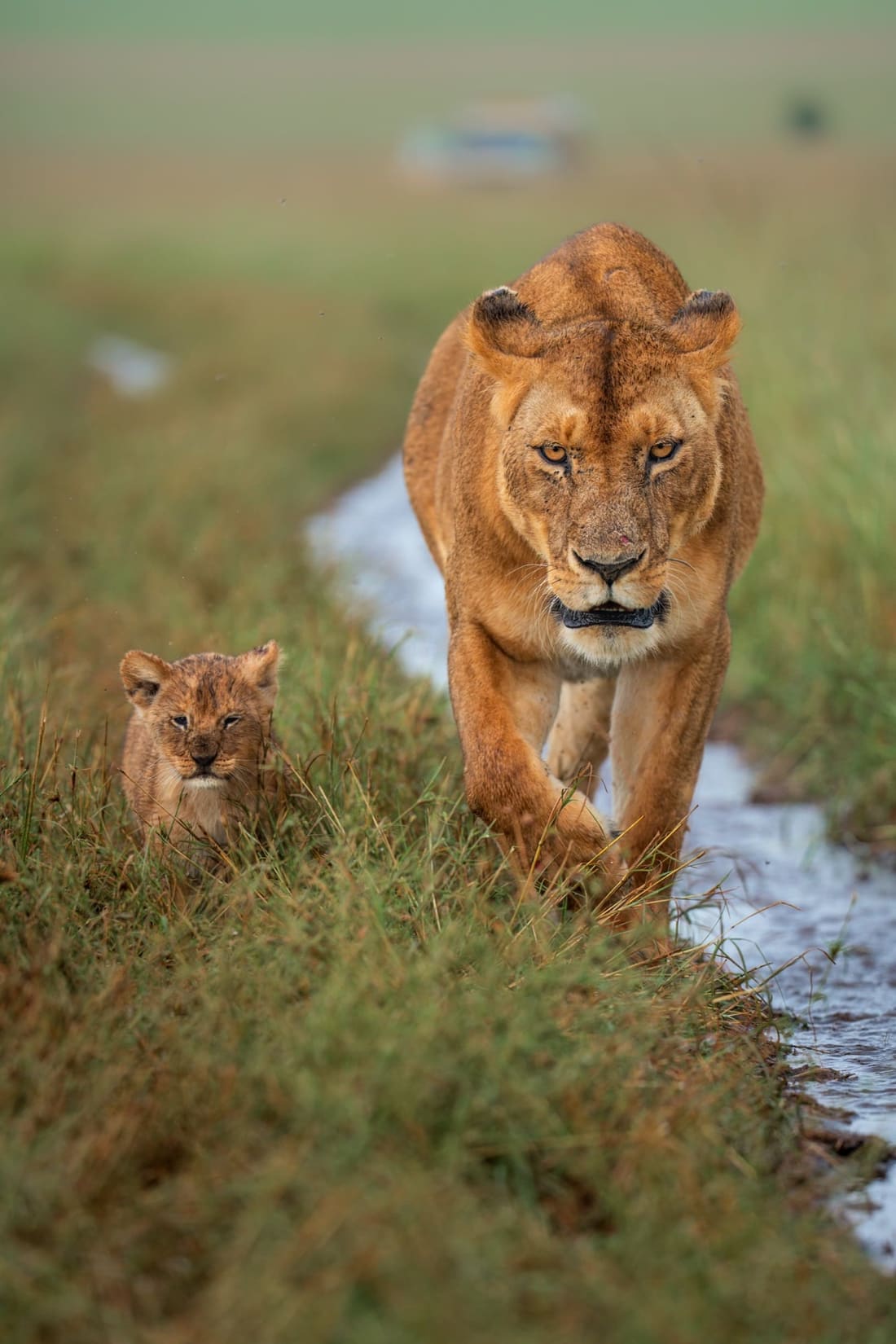 A lioness walking down a wet track straight toward the camera, her small cub keeping pace in the grass beside her, Masai Mara