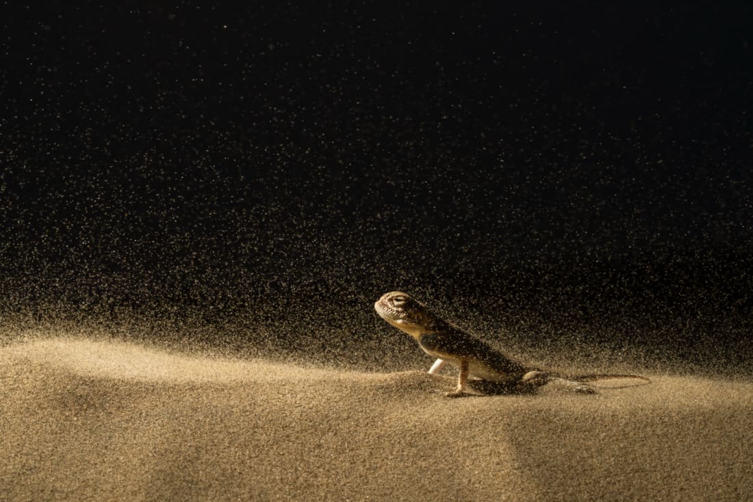 A toad-headed agama standing firm as sand blows across a dark desert, the Thar